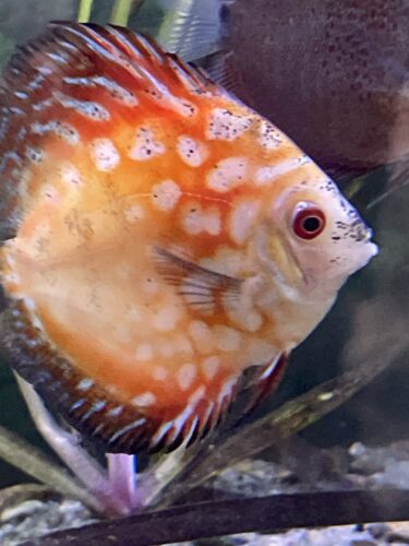 Click to view full screen Classic Red Eagle Discus photo review