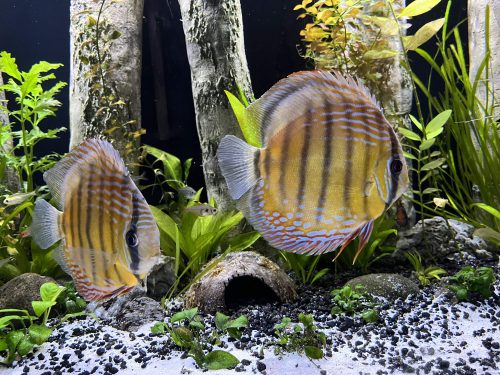 Proven Wild Royal Cuipeua Breeding Pair photo review