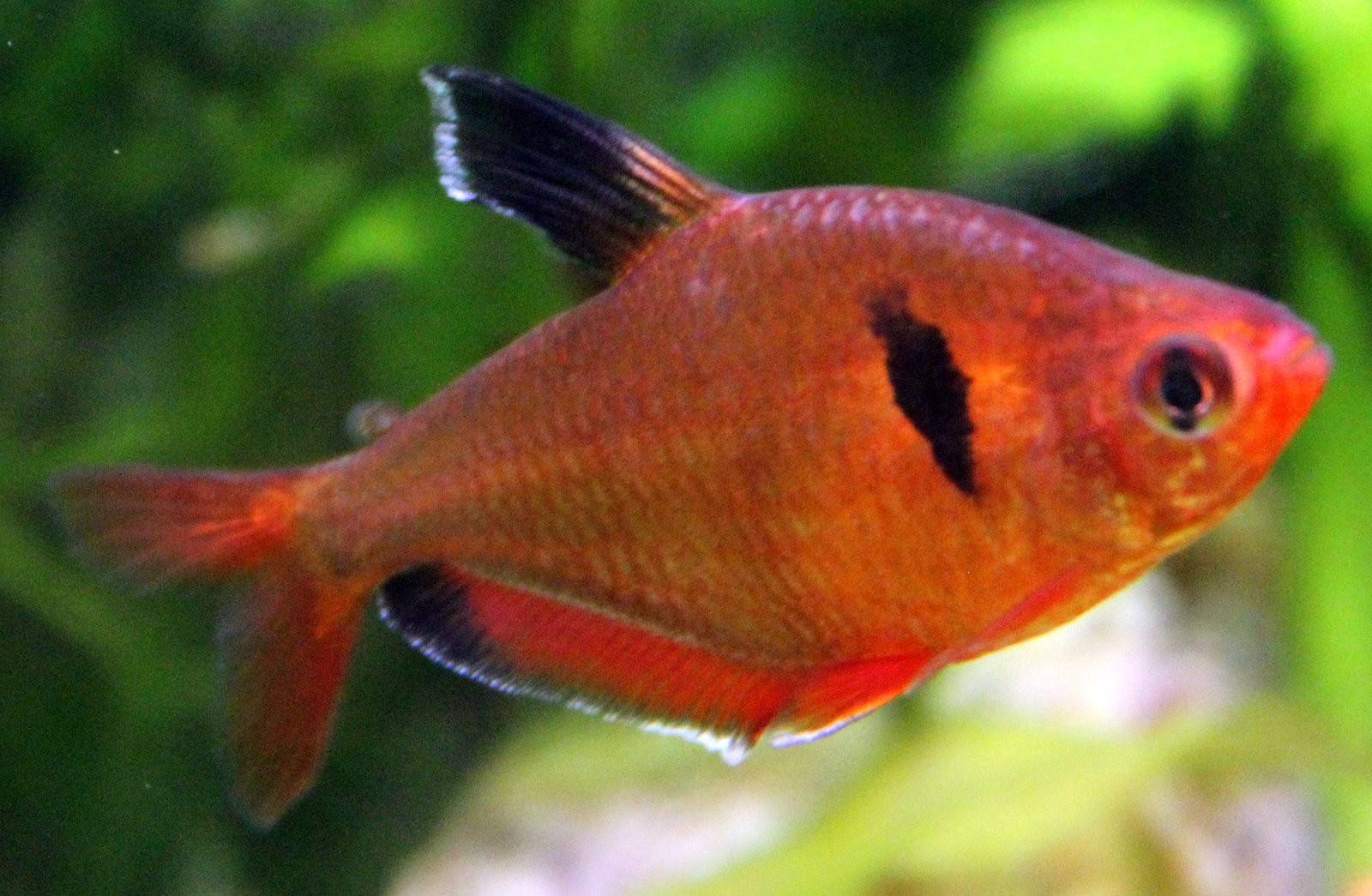 red phantom tetra red phantom tetra
