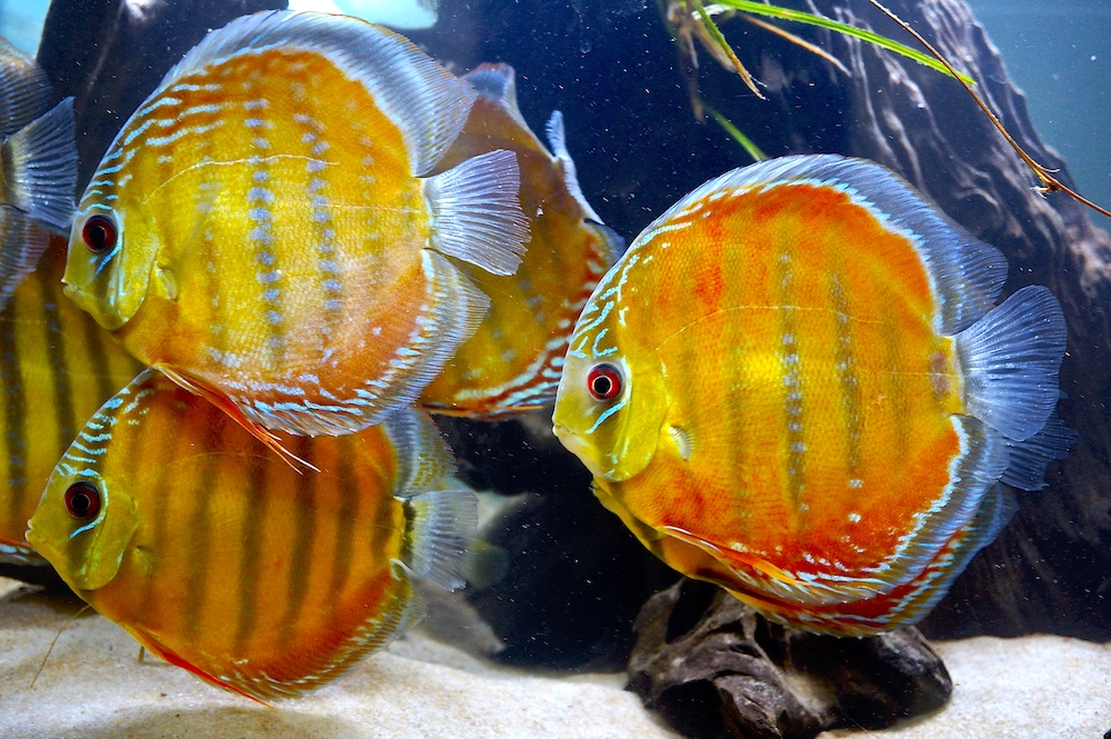 Wild Cuipeua Giant Discus