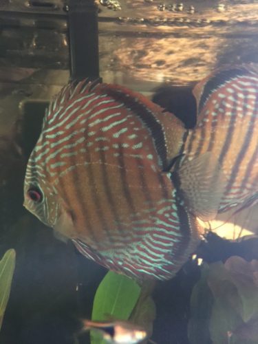 Wild Curua Green Discus photo review