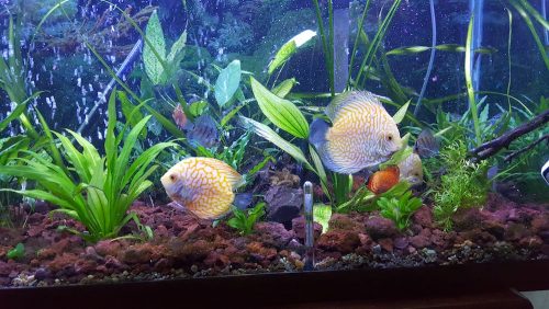 Golden Checkerboard Pigeon Discus photo review