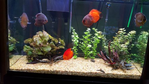 Wild Mangal Discus photo review