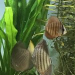 Rose Red Discus, Dark Base photo review