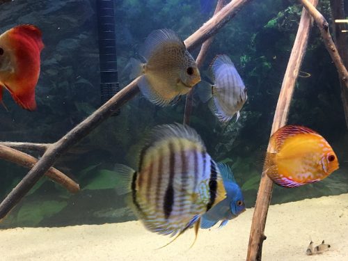 Wild Blue-Faced Nhamunda Heckel Discus photo review