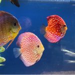Super Carnation Checkerboard Pigeon Discus, Thick Line photo review