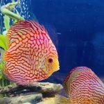 Super Carnation Checkerboard Pigeon Discus, Thick Line photo review