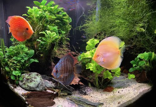 Checkerboard Pigeon Discus, Thick Line photo review