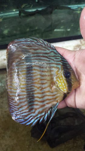 Wild Brazilian Yellow Heckel Discus photo review