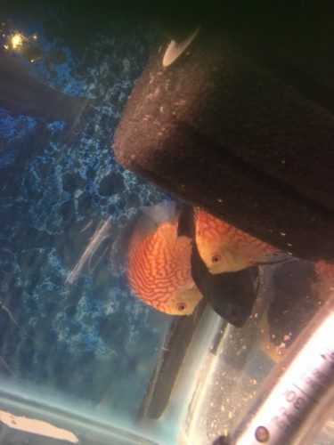 Checkerboard Pigeon Discus, Thick Line photo review