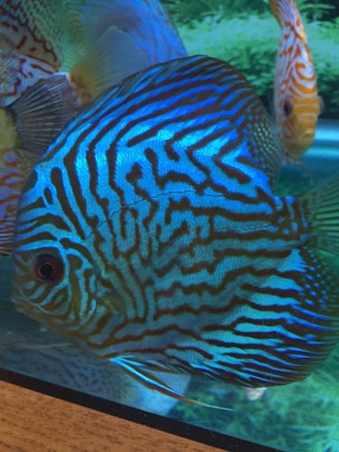 Altum Flora Cross Discus photo review