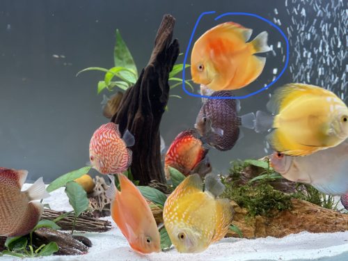 Albino Red Golden Melon Discus photo review