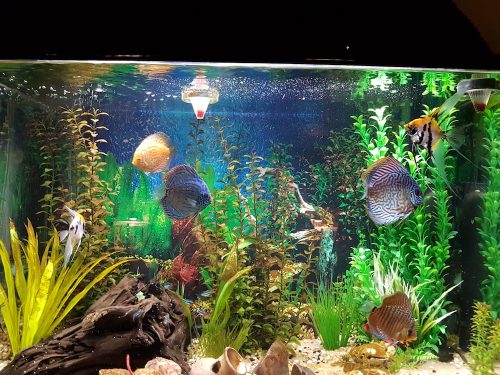 Altum Flora Discus, Burgundy Base photo review