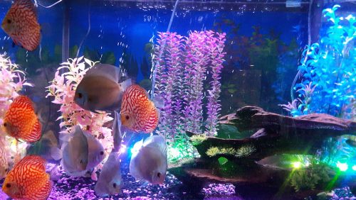 Carnation Pigeon Discus photo review