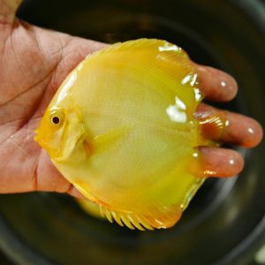 Albino Millennium Gold (AMG)