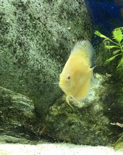 Albino Millennium Gold Discus, Solid photo review