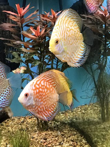 Golden Checkerboard Pigeon Discus photo review