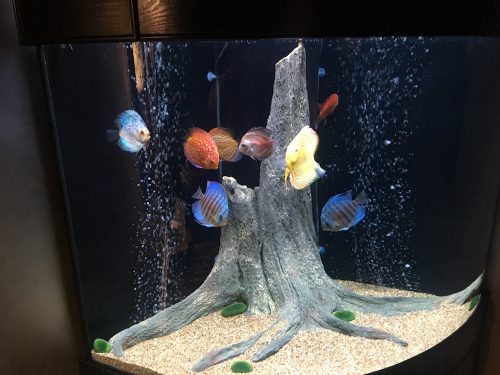 Carnation Pigeon Discus photo review