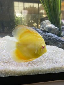 Albino Millennium Gold Discus, Solid photo review