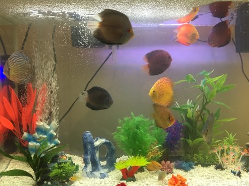 Golden Lollipop Discus photo review