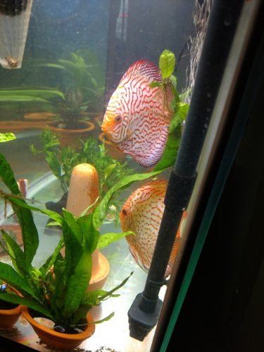Golden Leopard Discus, Proven Breeding Pair photo review