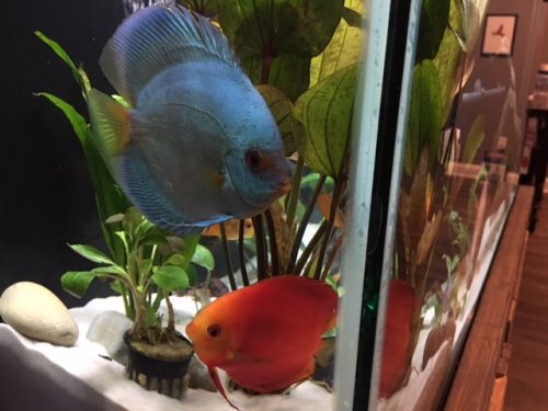 Blue Diamond Discus With Deep Blue Gene photo review