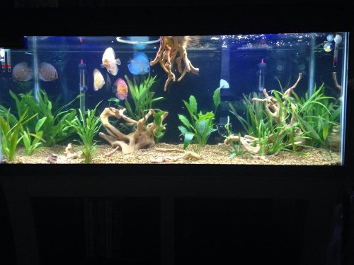 Snow White Discus photo review