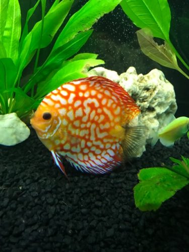 Checkerboard Pigeon Discus, Thick Line photo review