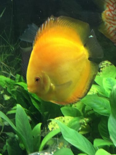 Golden Lollipop Discus photo review