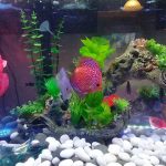 Albino Millennium Gold Discus, Solid photo review