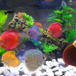 Albino Millennium Gold Discus, Solid photo review
