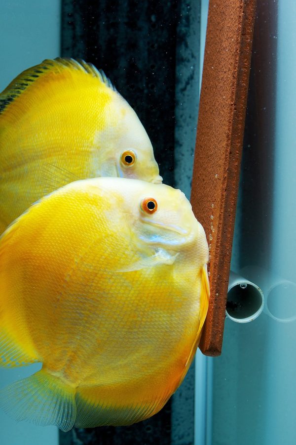 White Faced Albino Millennium Gold, Proven Breeding Pair | Discus.com