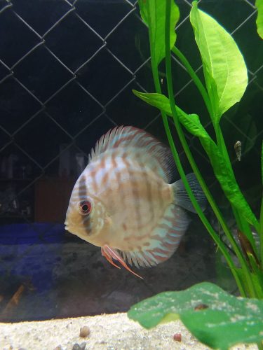 Penang Blue Knight Discus photo review