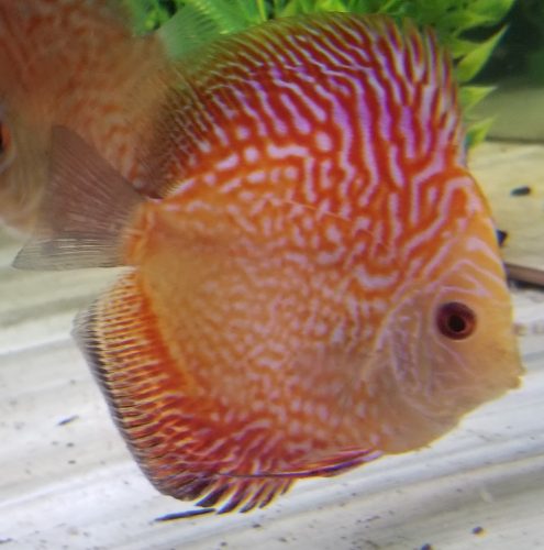 Pearl Pigeon Snakeskin Discus photo review