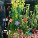 Orange Melon Discus photo review