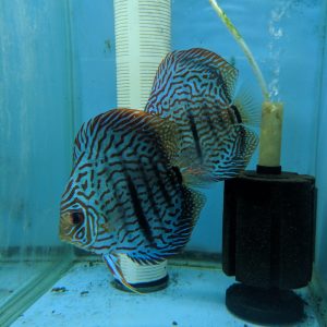 Proven Breeding Pairs