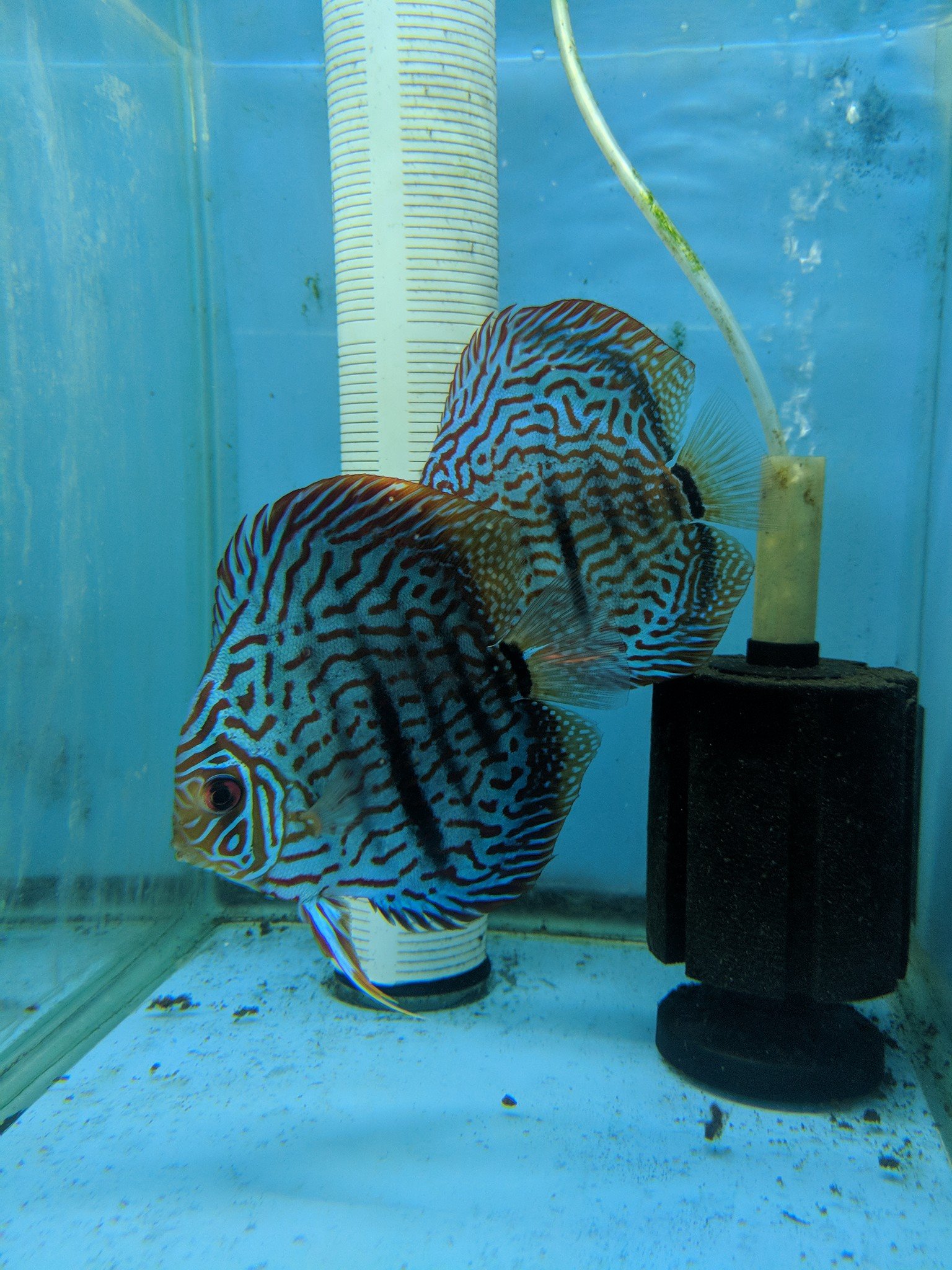 Turquoise Heckel Cross Discus, Proven Breeding Pair