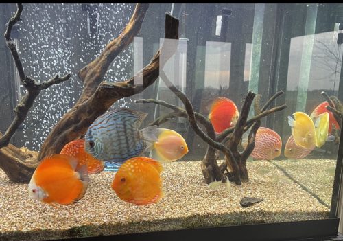 Golden Melon Throwback Discus photo review