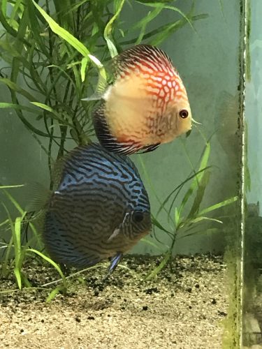 Pearl Pigeon Snakeskin Discus photo review