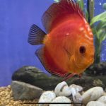 Golden Melon Throwback Discus photo review