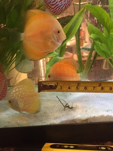 Striated Fiamma Rossa Discus, Orange Base photo review