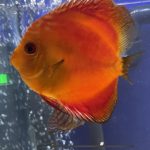 Golden Melon Throwback Discus photo review