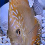 Golden Sunrise Discus photo review