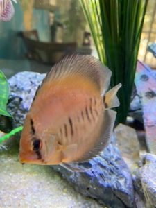 Green Scorpion Discus photo review