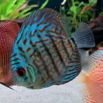 Turquoise Alenquer Cross Discus, Green Base photo review
