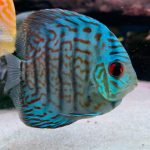 Turquoise Alenquer Cross Discus, Green Base photo review