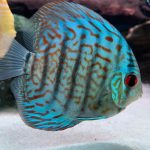 Turquoise Alenquer Cross Discus, Green Base photo review