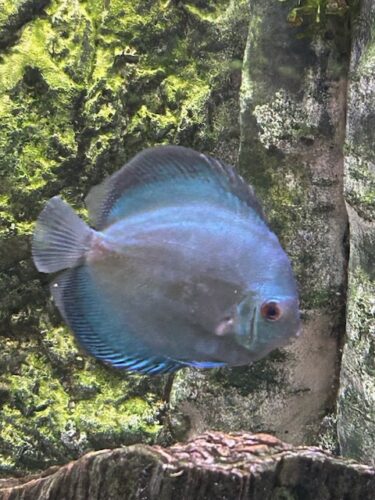 Click to view full screen Ocean Green Discus photo review