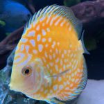 Golden Sunrise Discus photo review