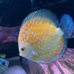 Golden Sunrise Discus photo review